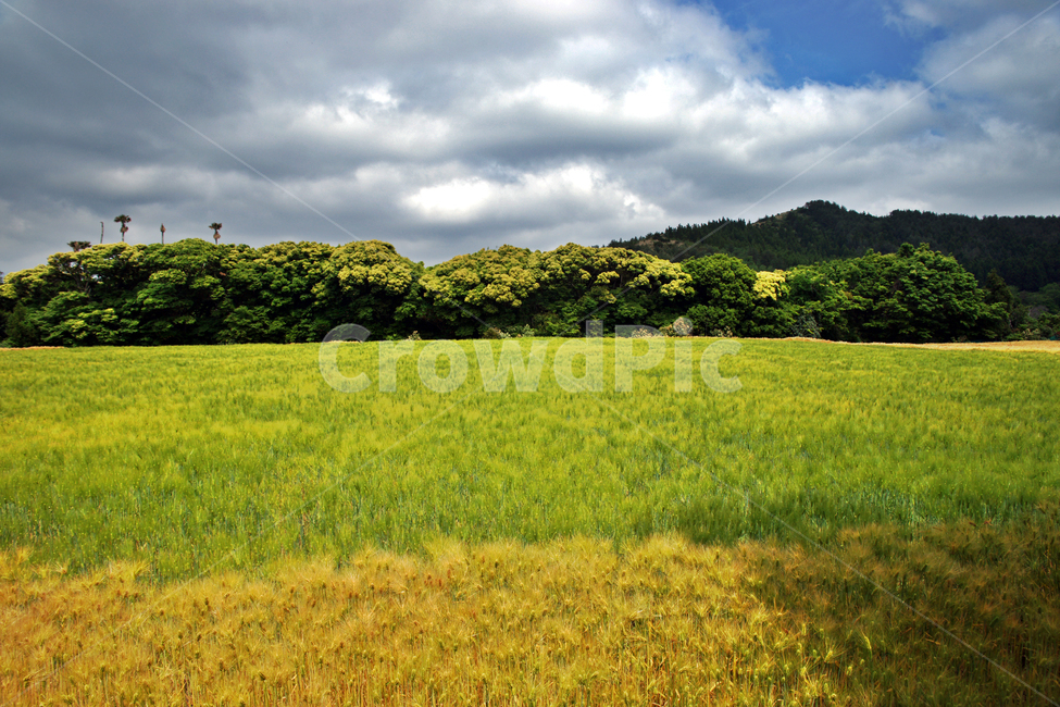 갑마장길,제주도,표선면,가시리,청보리밭,농작물,오름,보리밭,자연,풍경,nature,landscape
