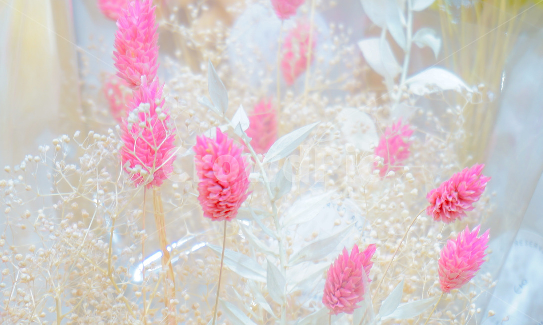꽃,안개꽃,갈대,핑크,색감,flower,foggyflower,pink,color,read,꽃,flower