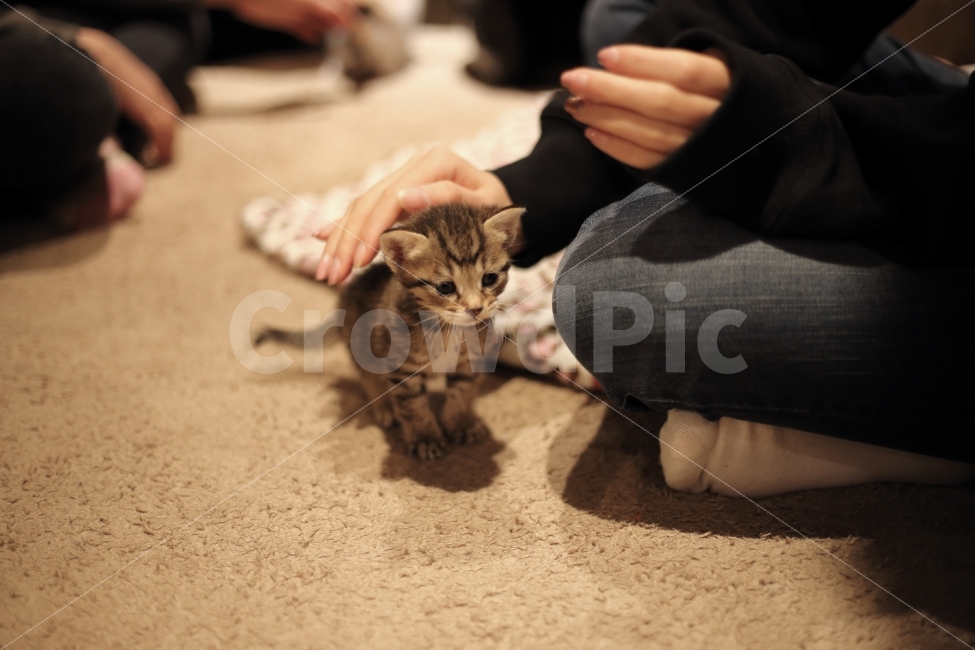 고양이,아기고양이,귀여움,귀염,손크기,미니,동물,animal,포유류,mammal,고양이,cat,kitten,kitty,사람,인물,인간,human,person,신체일부,몸,body