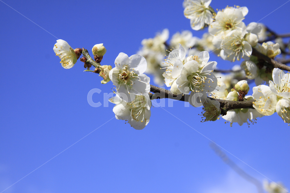 봄,자연,매화,꽃,매화꽃,매화마을,spring,flower,nature,season,나무,식물,봄꽃,계절,봄,계절,spring,season,식물,자연,plants,nature,꽃,flower,plant