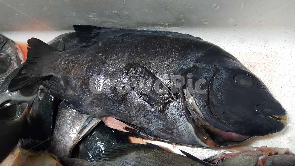 해산물,seafood,생선,fish,물고기