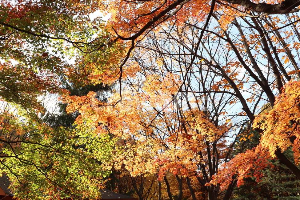 나무,가을나무,가을,초록잎,빨간잎,주황잎,가을,계절,fall,autumn,season,tree,maple,단풍,plant,식물