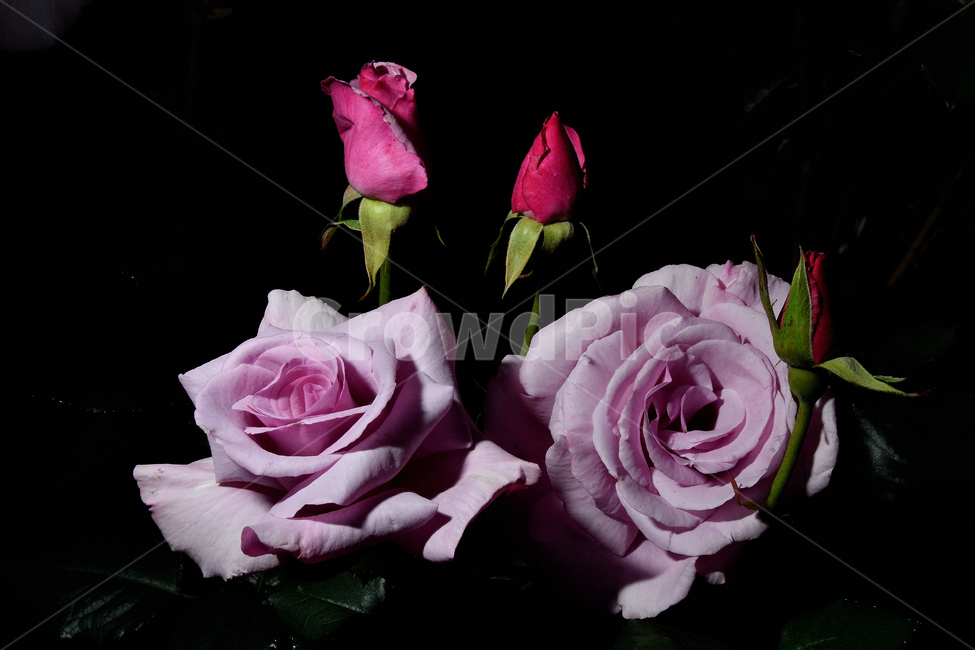 장미,장미꽃,꽃사진,식물,꽃,식물,자연,plants,nature,꽃,flower