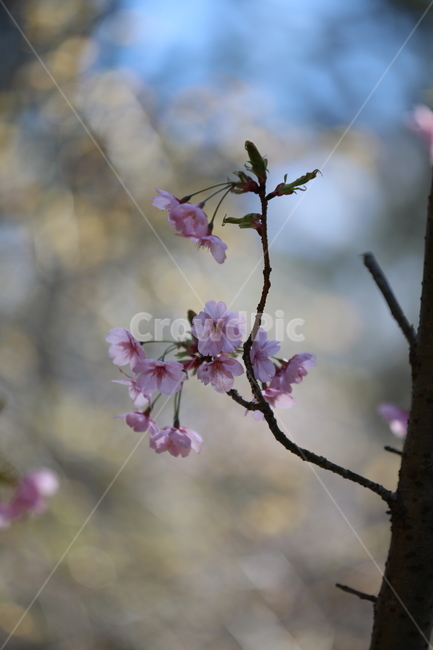 봄꽃,봄,flower,springfield,벚꽃