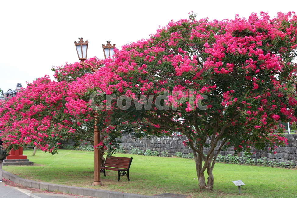 나무,배롱,배롱나무,배롱꽃,꽃,식물,식물,자연,plants,nature,꽃,flower,나무,trees,wood