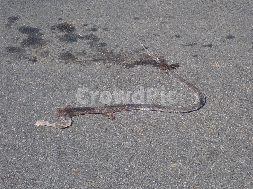 로드킬,roadkill,뱀,파충류,도로,road,kill