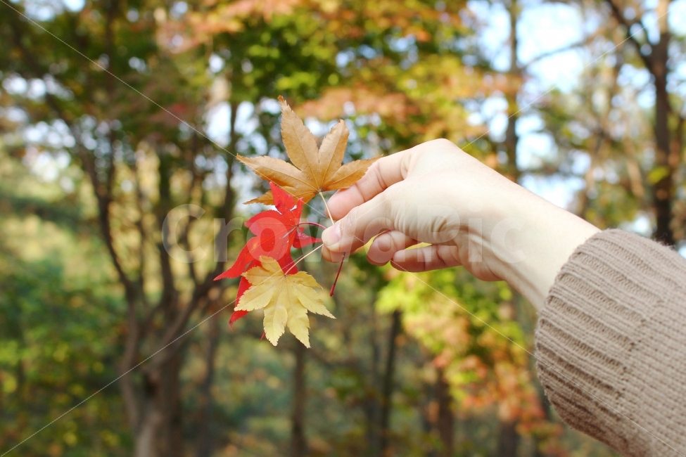 사람,단풍잎,자연,풍경사진,가을,색감,나뭇잎,잎,단풍나무,손,잎사귀,가을,계절,fall,autumn,season,식물,자연,plants,nature,사람,인물,인간,human,person,신체일부,몸,body,leaf,plant,tree,나무