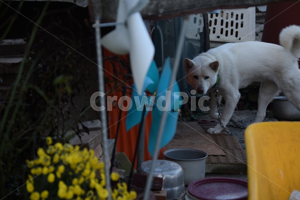 시골,개,dog,진도개,겨울,동물,animal,포유류,mammal,개,강아지,dog,doggy
