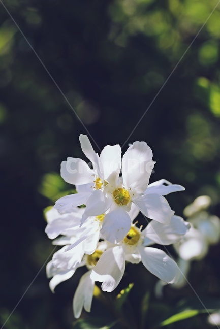 파란하늘,하얀꽃,flower,bluesky,접사,macro,식물,자연,plants,nature,꽃,flower