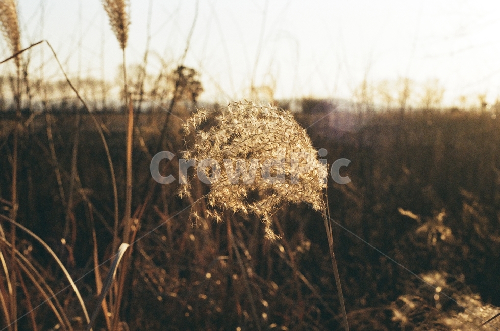 하늘공원,억새,노을,자연,필름사진,아날로그,빈티지,park,sunset,grass,film,analog,vinatge,가을,계절,fall,autumn,season,잔디,plant,식물,lawn,reed,갈대
