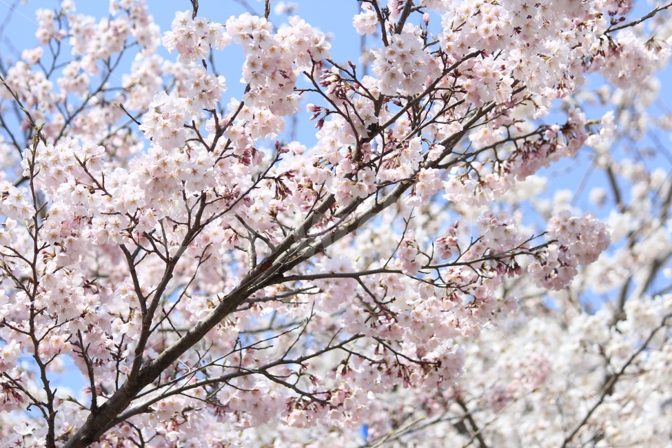 벚꽃,봄,자연,나무,맑음,pink,white,봄,계절,spring,season,식물,자연,plants,nature,꽃,flower,plant,blossom