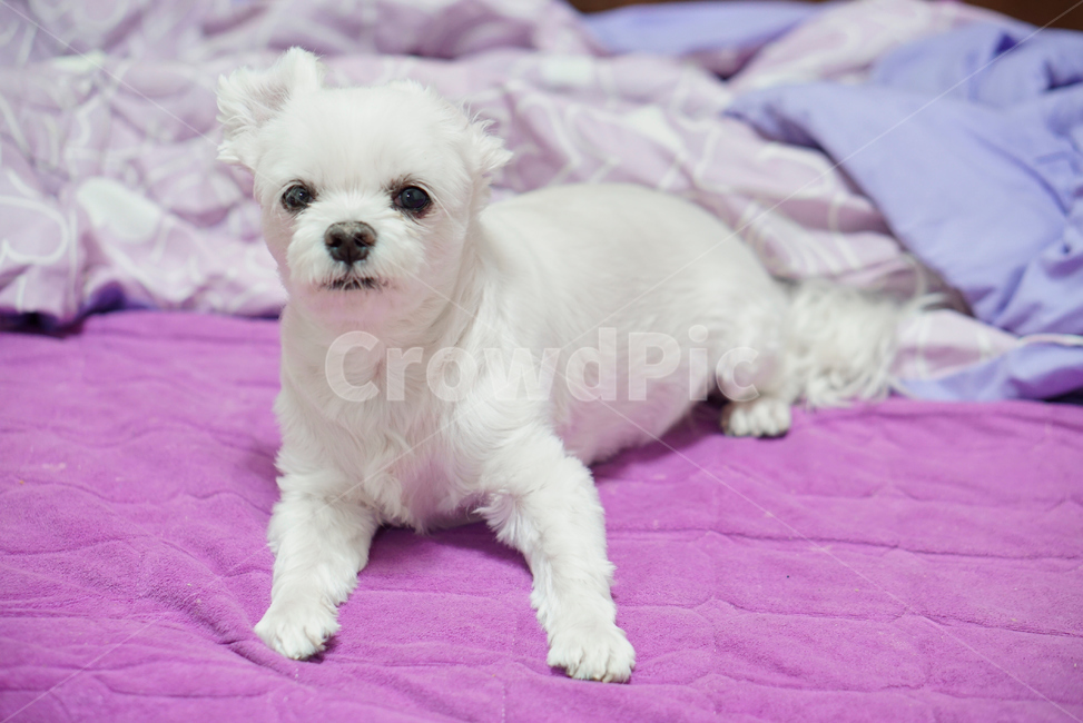 강아지,댕댕이,애완동물,애완견,개,pet,dog,animal,말티즈,마르티즈,말티스,마르티스,nature,동물보호,반려견,반려동물,동물,animal,포유류,mammal,개,강아지,dog,doggy