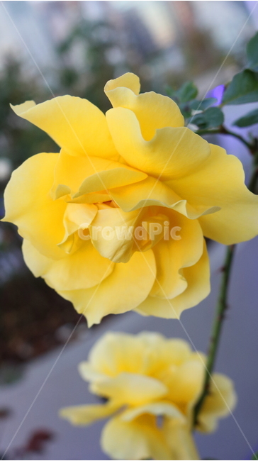 장미,꽃,장미꽃,나무,식물,원예종,관상용,식물,자연,plants,nature,꽃,flower
