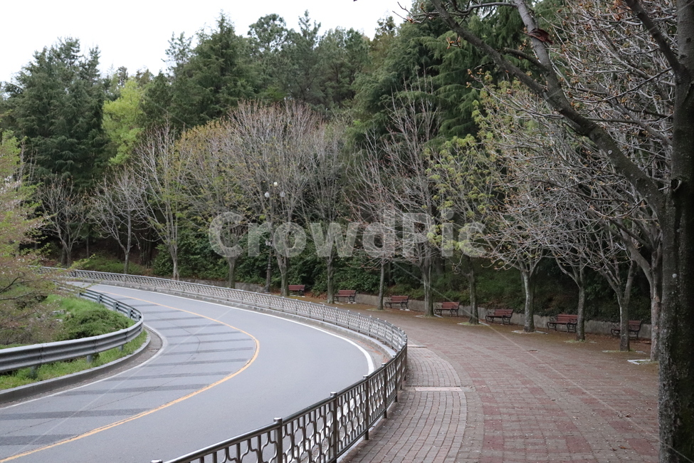 학교가는길,가로등,숲을지나,돌아가는길,나무,도로,울타리