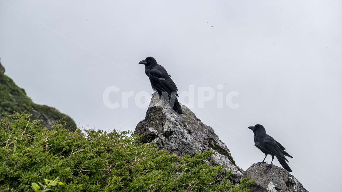 까마귀,까마귀들,야생동물,새,crow,산속,숲속,날짐승