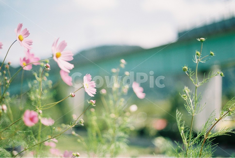 꽃,가을,필름카메라,flower,film,fall,autumn,9월,outfocusing,아웃포커싱,분홍,노랑