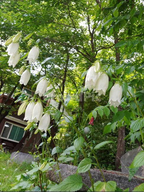 야생화,꽃,흰꽃,식물,flower,blossom,식물,자연,plants,nature