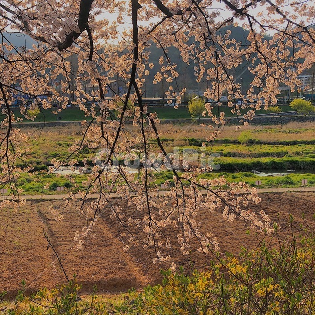 꽃,개나리,벚꽃,cherryblossom,flower