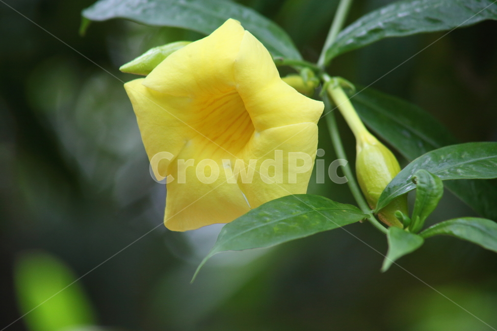 알라만다,꽃,종교식물,allamanda,plant,식물,자연,plants,nature,꽃,flower