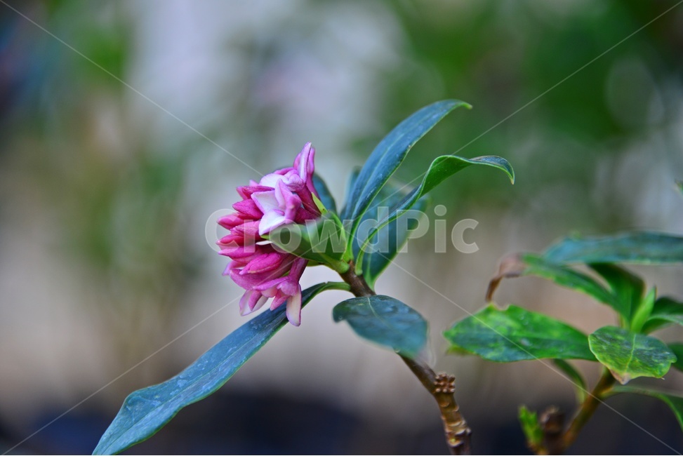 plant,식물,blossom,flower,꽃,천리향,서향,붉은꽃,식물,자연,plants,nature,꽃,flower