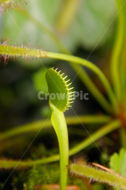 식충식물,식물,plant,insectivorousplant,파리지옥,식물,자연,plants,nature