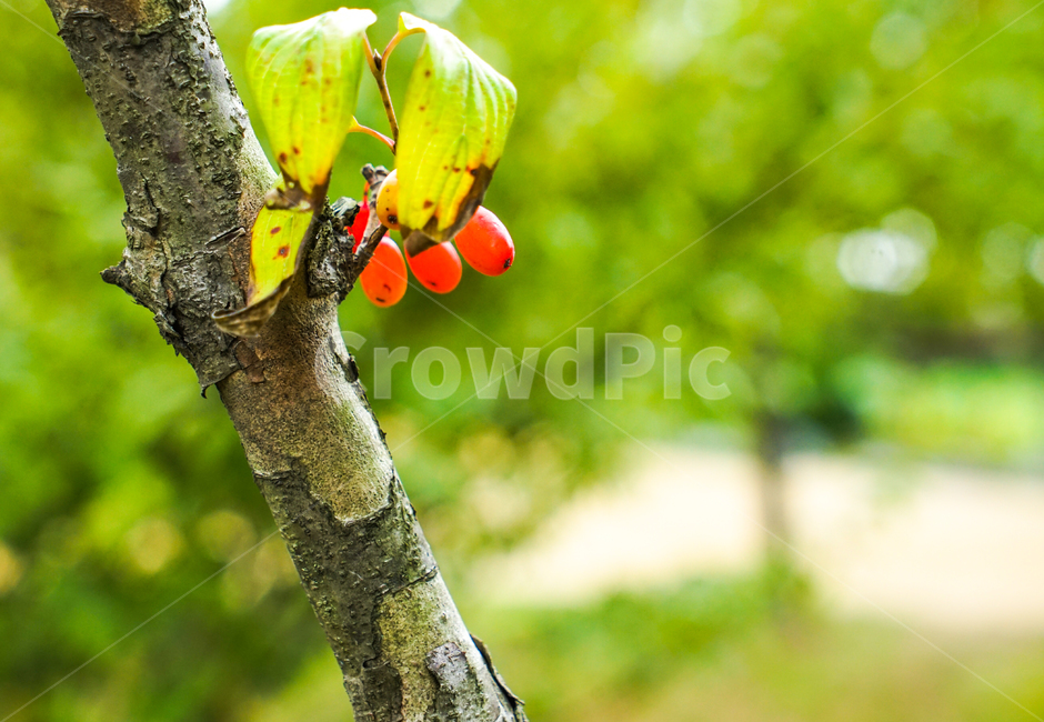 가막살,나무,열매,야생,자연,가을,식물,자연,plants,nature,과일,열매,fruit