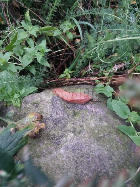 민달팽이,자연,산,바위,풍경,환경