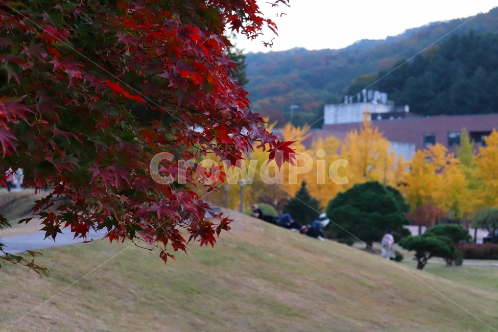 plant,식물,leaf,잎,tree,나무,maple,단풍,가을,계절,fall,autumn,season