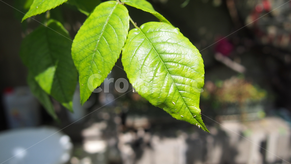 풀,나뭇잎,벌레,여름,싱싱함,청량함,신선함,초록,시골,green,tree,pot,summer,그림자,식물,자연,plants,nature