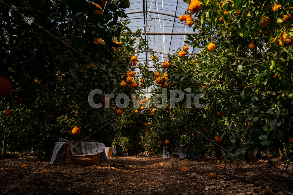 한라봉,감귤류과일,음식,과일,식물,주황색,열매,귤,감귤,자연,비타민,상큼,제주감귤,천혜향,하우스감귤,레드향,오렌지,citrusfruit,fruit,food,plant,orange,hallabong,식재료,과일,열매,fruit