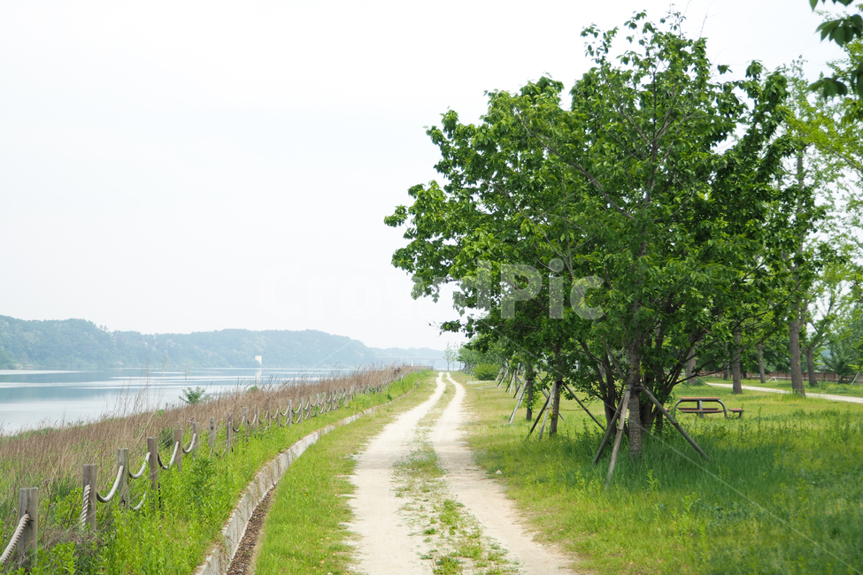 강천섬,gangcheonsum,남한강,나무,풀밭,강가,오솔길,산책길,river,강,namhangang,riverside,path,walkway,자연,nature,자연,풍경,nature,landscape,tree,plant,식물