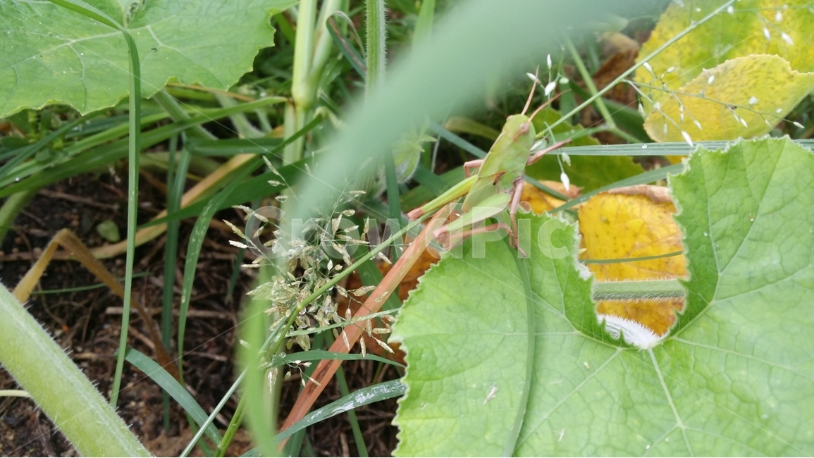 메뚜기,전원,여름,푸르름,자연,호박잎,동물,animal,곤충,벌레,insect,bug