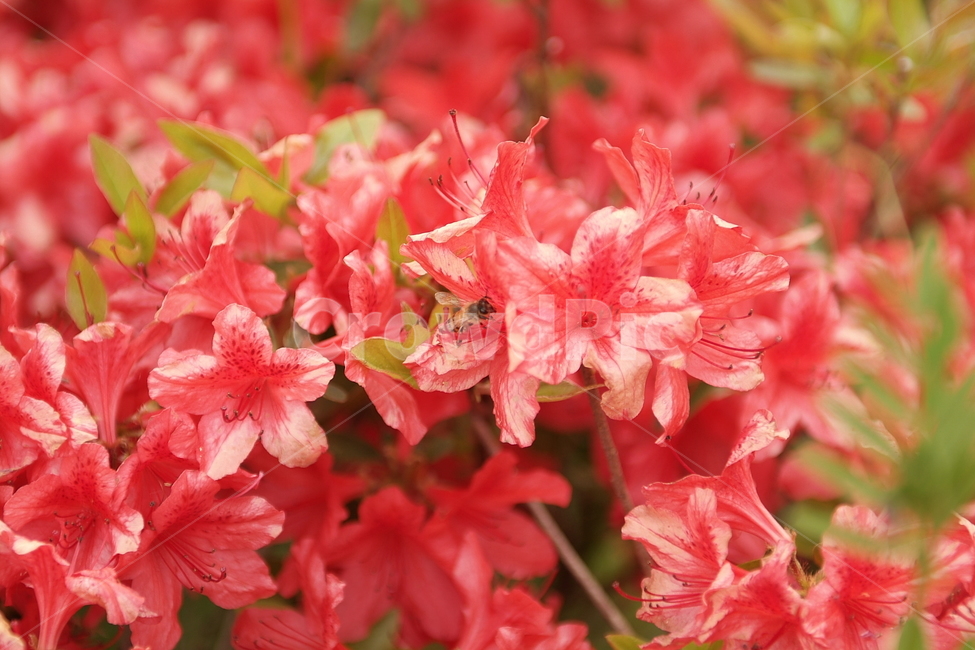 꽃,꿀벌,벌,곤충,감성,색감,컬러,색깔,color,plants,식물,자연,접사,nature,flower
