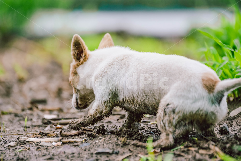 개,강아지,유기견,동물,dog,진흙,진흙탕,자연,귀여움,시골,동물,animal,포유류,mammal,개,강아지,dog,doggy