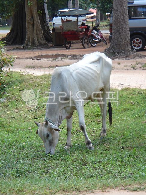 cow,암소,가축,동물,마른소