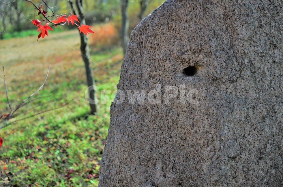단풍나무,단풍나뭇과,가을단풍,늦단풍,만추,자연,autumn,가을,계절,fall,autumn,season,leaf,잎,plant,식물,tree,나무
