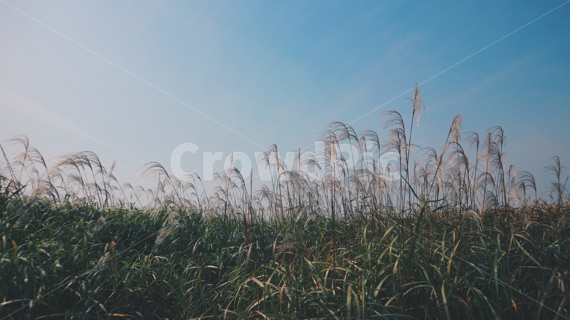 가을,억새축제,억새,하늘,갈대,landscape,plants,계절,fall,autumn,season,풍경,nature,식물,자연