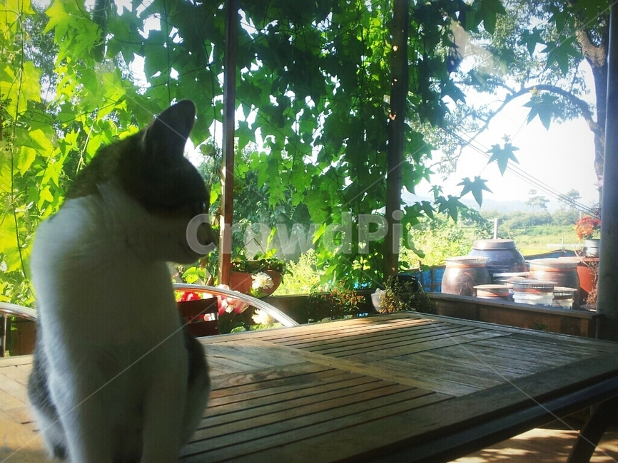 고양이,테라스,초록빛,시골,숲속,동물,animal,포유류,mammal,고양이,cat,kitten,kitty