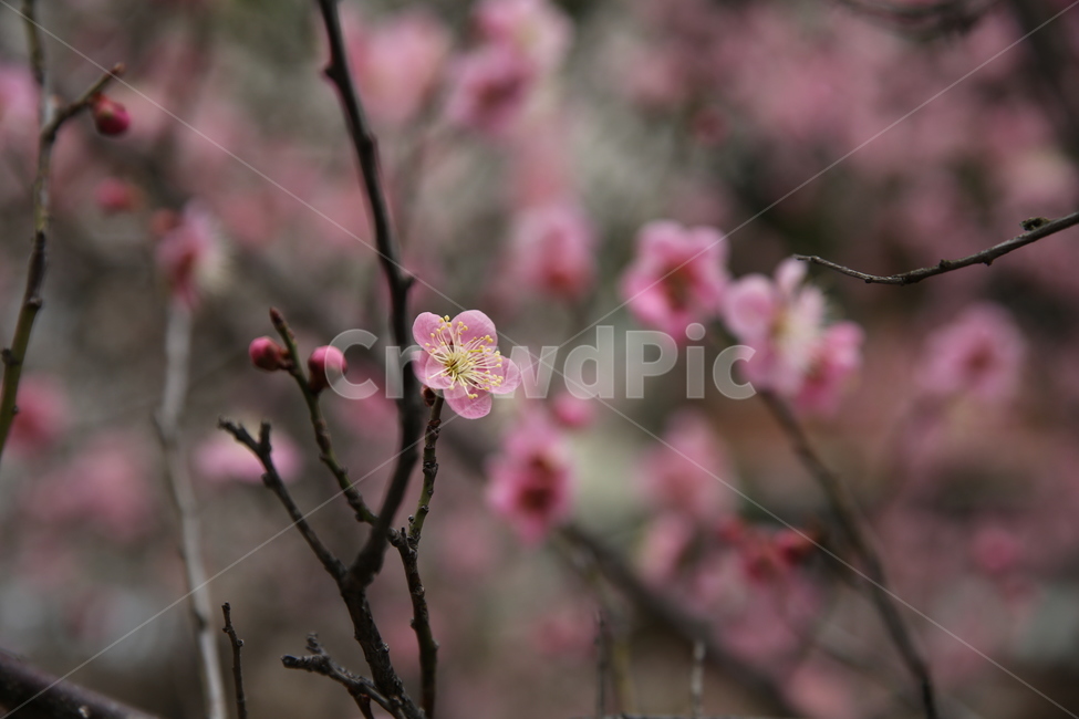 봄,매화,분홍,아름다움,꽃,꽃봉오리,꽃봉우리,봄,계절,spring,season,식물,자연,plants,nature,꽃,flower,plant,blossom,cherry blossom,벚꽃