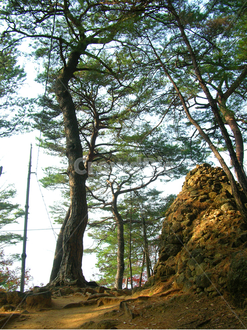 지리산,나무,산,숲,자연,풍경,가을,돌담,담,산길,숲길,소나무,한국,대한민국,자연,풍경,nature,landscape,tree,plant,식물,tree trunk,나무 줄기