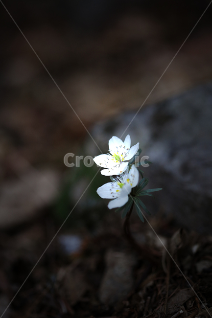 봄,꽃,야생화,변산바람꽃,바람꽃,산,spring,flower,wildflower,windflower,봄,계절,spring,season,식물,자연,plants,nature,꽃,flower,plant,blossom