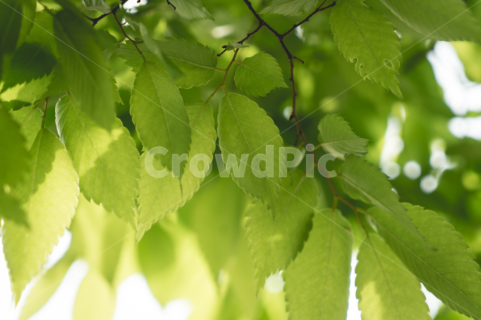 plant,식물,leaf,잎,veins,나뭇잎,나무,자연,nature,식물,자연,plants,nature