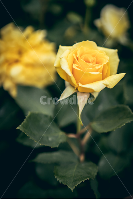 장미,공원,산책,봄,꽃,flower,플라워,자연,5월,rose,로즈,식물,자연,plants,nature,꽃,flower,감성,sensible,feeling,색깔,색상,색채,색감,color sense,color sensitivity,feeling of color