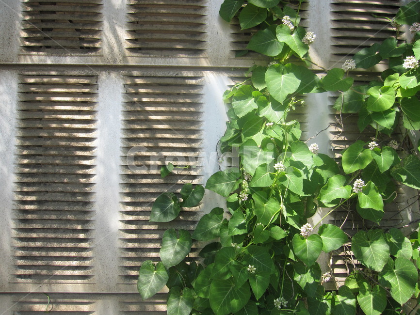 담벼락,담,벽,담쟁이,덩굴,식물,잎사귀,leaf,ivy,잎,담쟁이덩굴,자연,회색,초록,식물,자연,plants,nature,꽃,flower,건축물,건물외관,exterior,building,structure,architecture,construction
