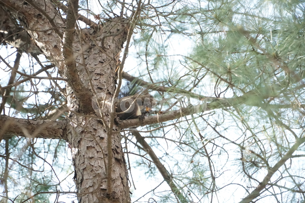청설모,청솔모,다람쥐,쥐,동물,숲,나무,자연,새끼,도토리,squirrel,nature,mouse,forest,tree