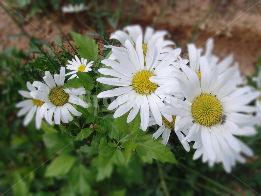 수레국,하얀색,꽃,들꼿,식물,자연,식물,자연,plants,nature,꽃,flower