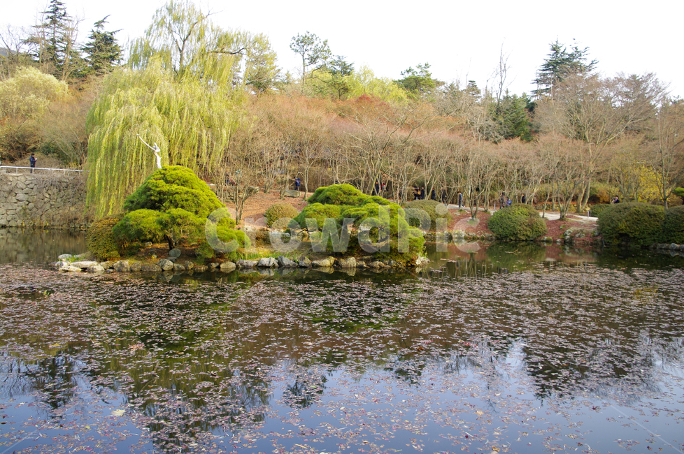 연못,가을,fall,나무,식물,plant,단풍,잎,풍경,자연,풍경,nature,landscape,water,물,outdoors,옥외