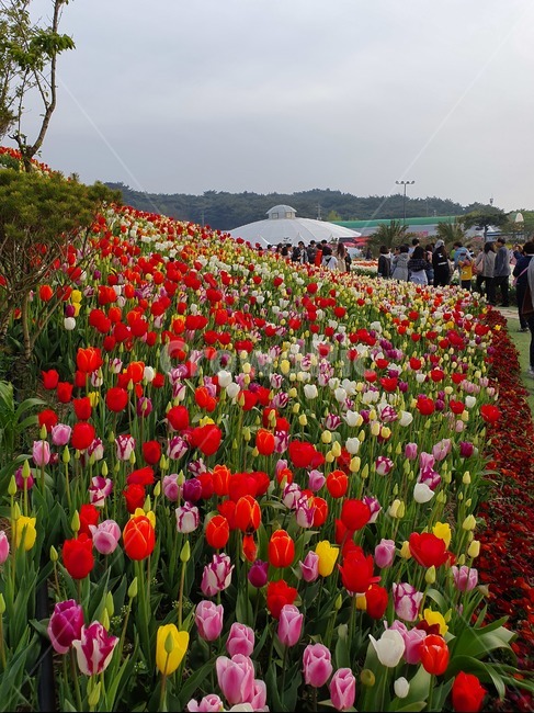꽃,튤립,식물,자연,안면도튤립축제,꽃,flower