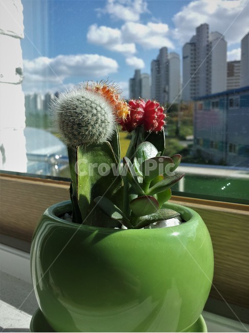 plant,식물,선인장,하늘,화분