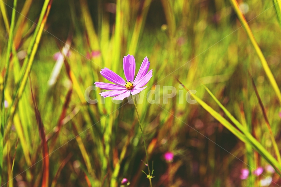 코스모스,꽃,꽃잎,식물,가을,가을꽃공원,자연,가을,계절,fall,autumn,season,식물,자연,plants,nature,꽃,flower,plant